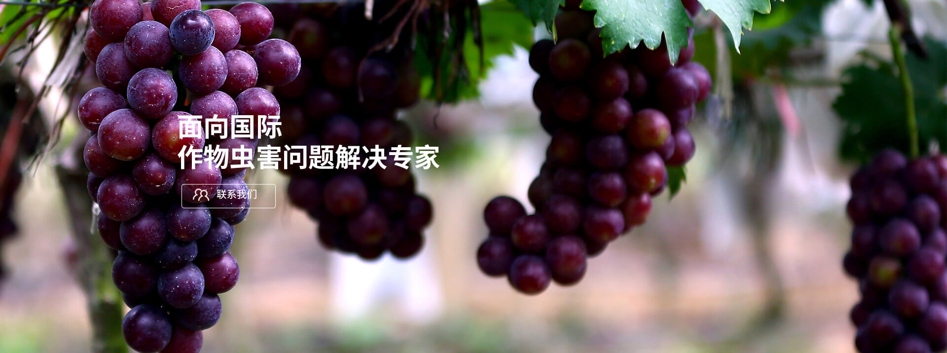 面向國(guó)際，作物蟲(chóng)害問(wèn)題解決專(zhuān)家
